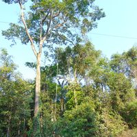 Professores do Campus Avançado Diamantino realizam ação junto os índios Myky