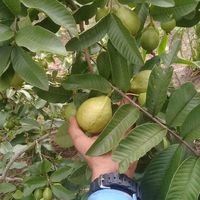 Professores do Campus Avançado Diamantino realizam visita técnica em propriedade de agricultores da Associação CEIBA na agrovila Caeté